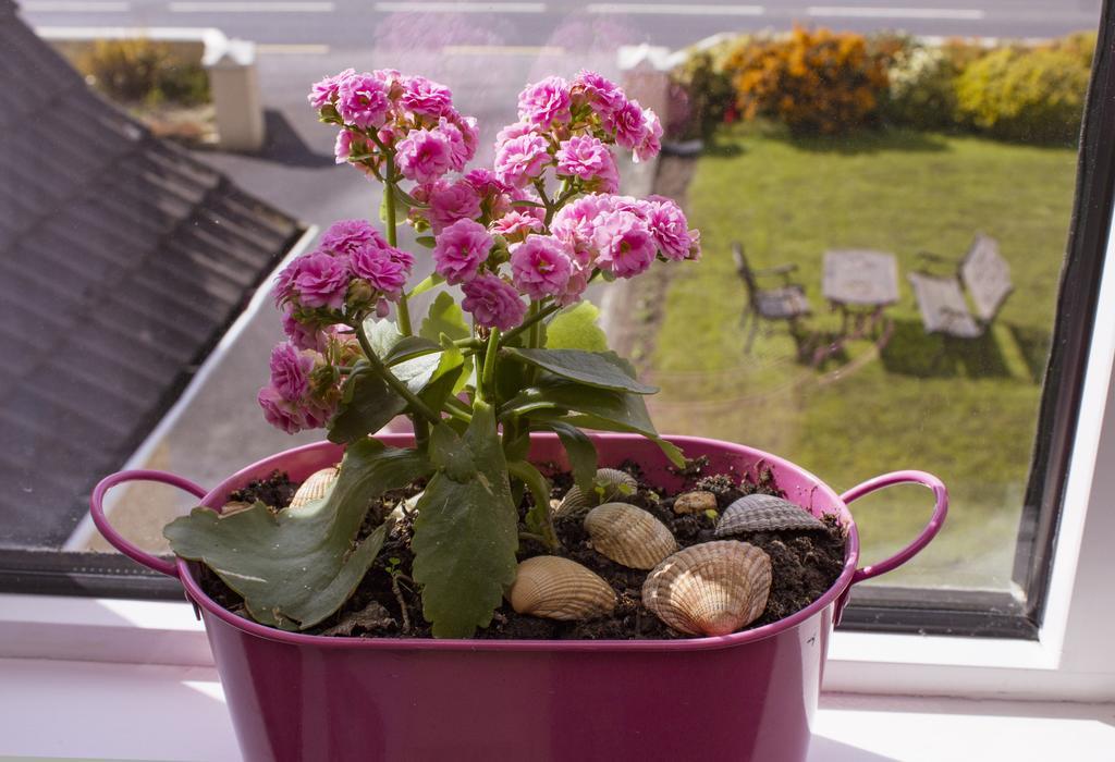 Eagle Heights Bed & Breakfast Enniscrone Exterior foto